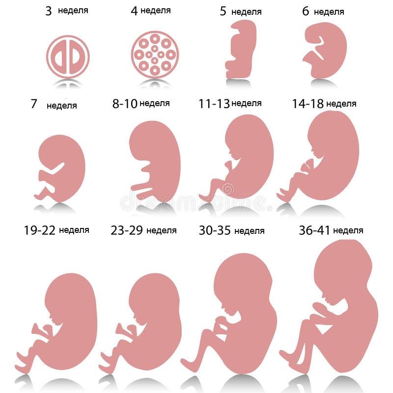Во сколько недель начинает шевелиться ребенок в утробе матери?