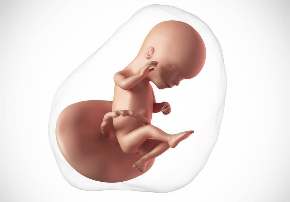 16 неделя беременности: что происходит с малышом, ощущения, развитие плода