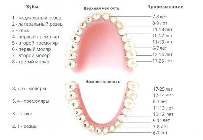 Порядок прорезывания молочных и постоянных зубов у детей