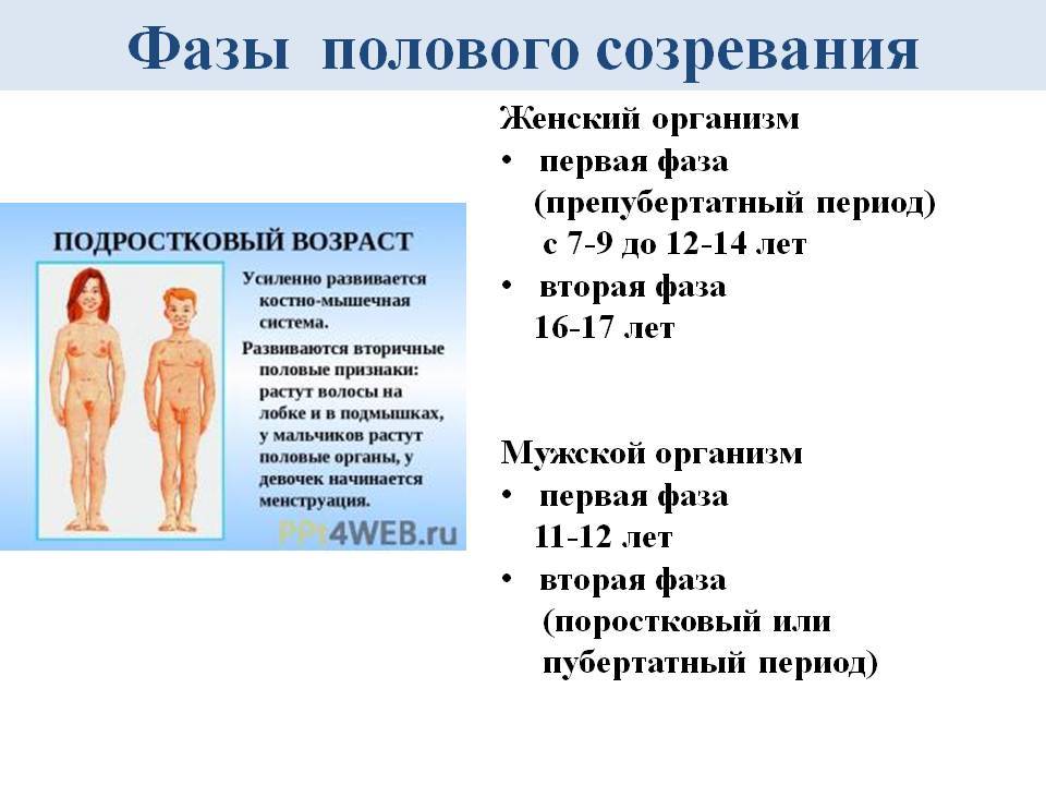 Анатомо-физиологические особенности женской репродуктивной системы в различные периоды