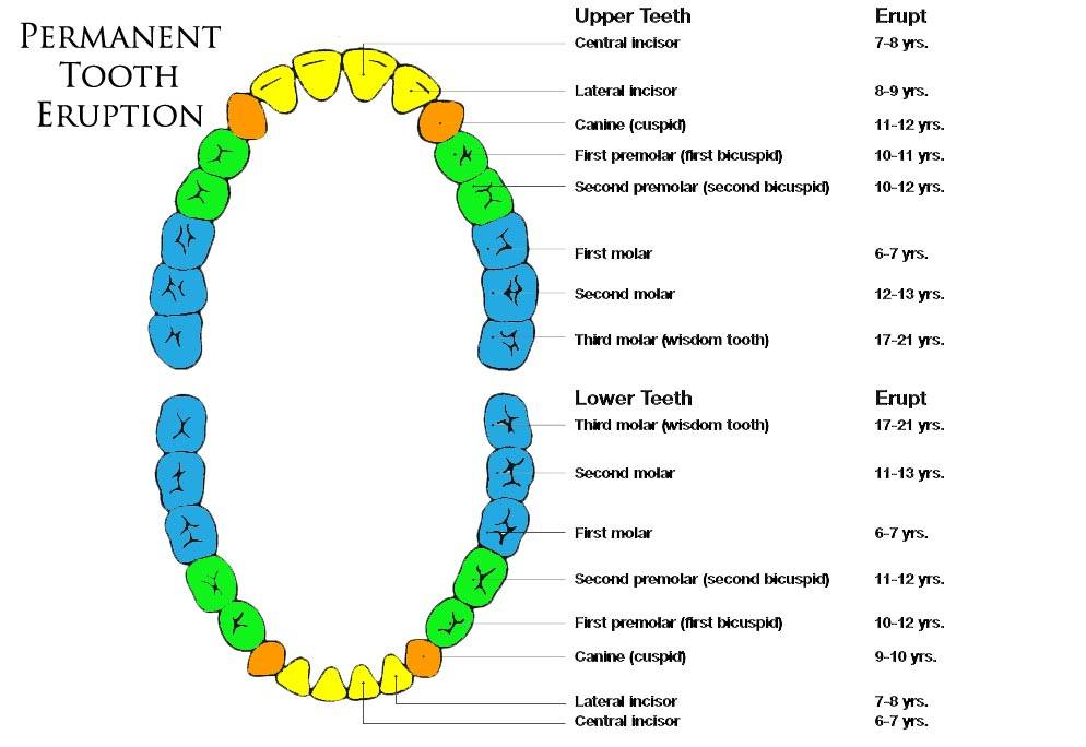 Порядок и схема роста молочных зубов у детей