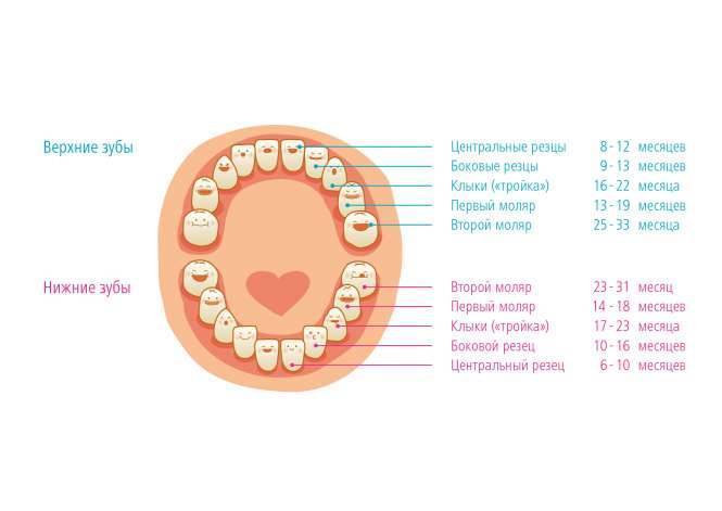Первые зубы у младенцев: во сколько месяцев начинают прорезываться зубы, какие зубы у младенцев появляются первыми и сколько длится прорезывание молочных зубов у детей? как облегчить боль малышу при прорезывании зубов: советы педиатров | qulady