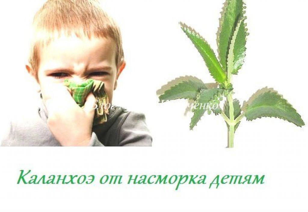 6 общих правил использования каланхоэ для лечения насморка у детей