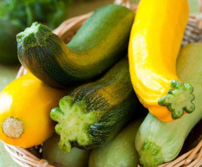 Кабачки при беременности: польза и вред. как лучше готовить овощ
