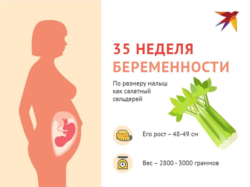 Особенности 35 недели беременности