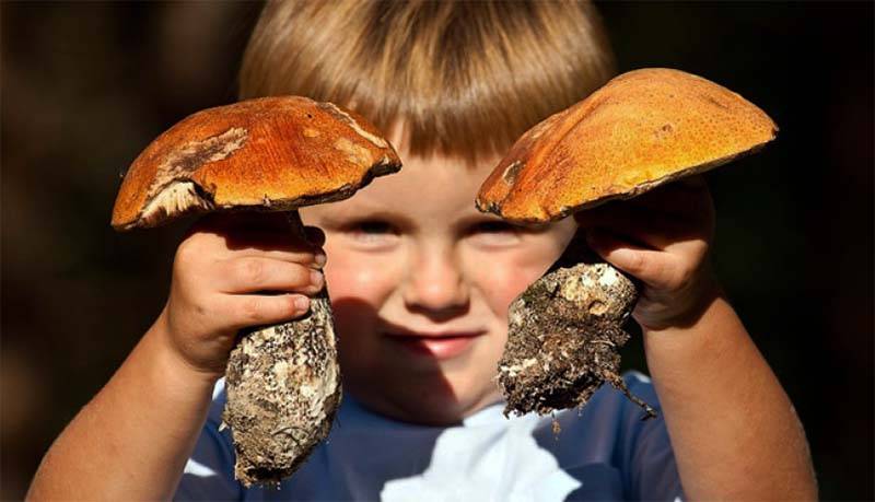 Со скольки лет можно есть грибы детям? можно ли детям давать кушать белые грибы, шампиньоны, вешенки, лисички, сморчки, жареные грибы?