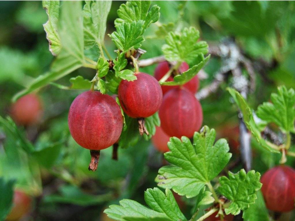Крыжовник | агрус - свойства ягоды, польза и вред для организма