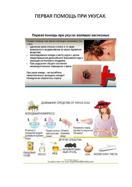 Первая помощь детям при укусах насекомых | служба дезинсекции дезстанция