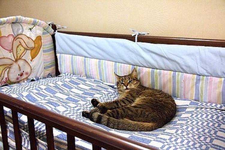 Где в доме любят спать кошки и коты?
