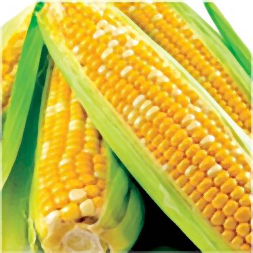 Можно ли есть кукурузу при беременности, и в каком виде? полезна ли для беременных вареная кукуруза