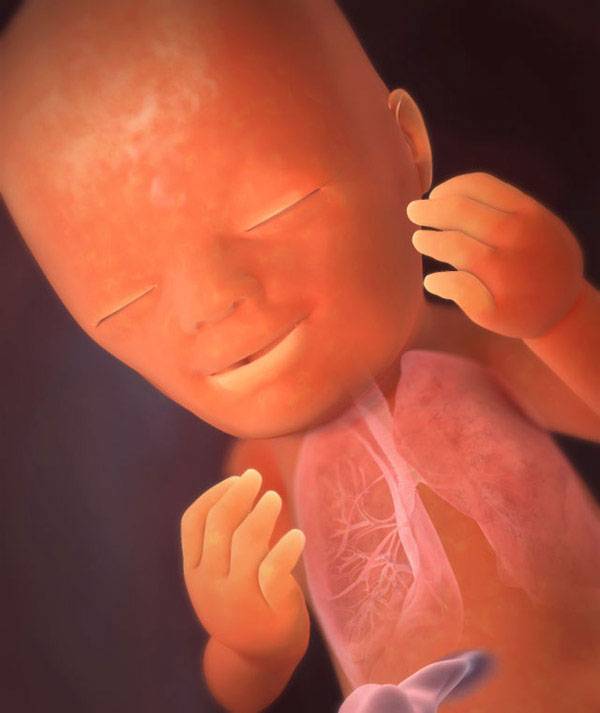 19 неделя беременности где расположен малыш ~ детская городская поликлиника №1 г. магнитогорска