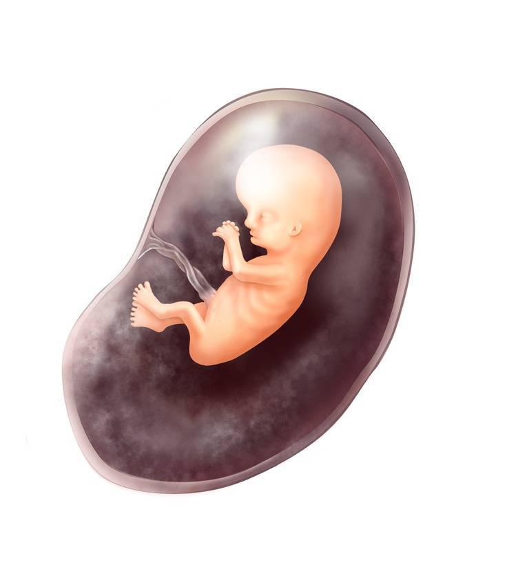 Малыш на 11 неделе. 11 Недель беременности. Плод на 11 неделе беременности. Эмбрион человека 11 недель.