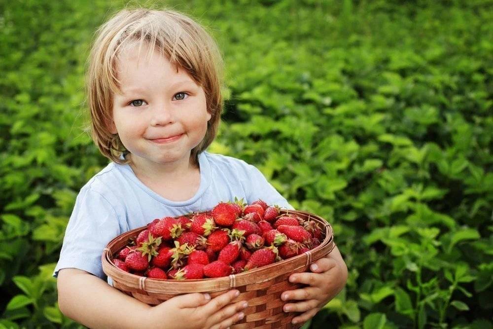 Выращивание ягод как бизнес – технология и примерный бизнес-план по выращиванию малины, смородины, ежевики, голубики и ягод годжи