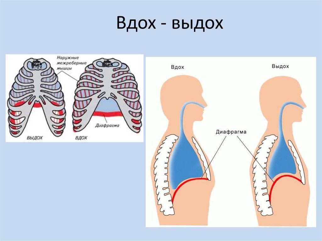 Что делать, если у ребенка осип голос — полезные статьи на сайте доктора зайцева