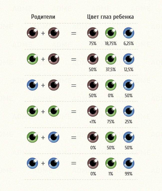 С каким цветом глаз родится ребенок: определение цвета глаз, генетическая наследственность и закон менделя