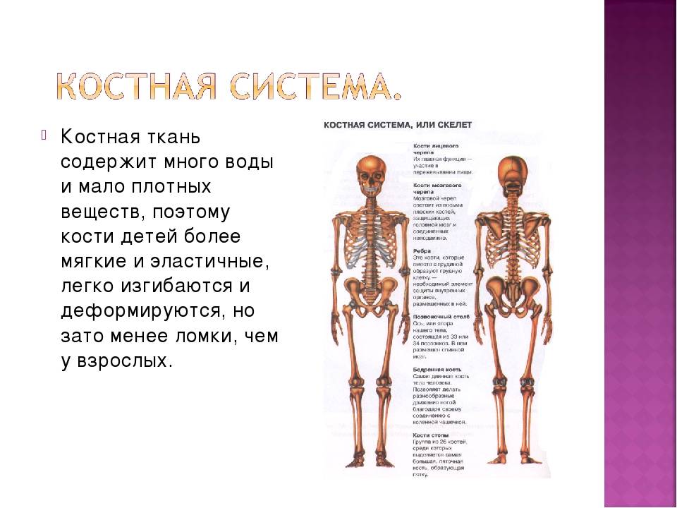Сколько костей в теле взрослого человека? сколько костей в теле младенца? - правильное решение