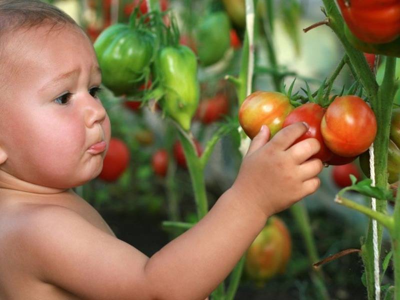 С какого возраста можно давать помидор ребенку и польза томата для детей
