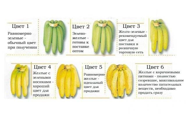 Можно ли детям давать бананы и в каком возрасте