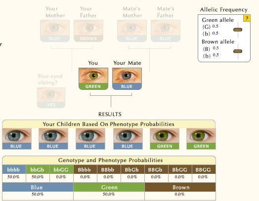 Когда у новорожденных меняется цвет глаз: почему и до какого возраста, когда формируется
