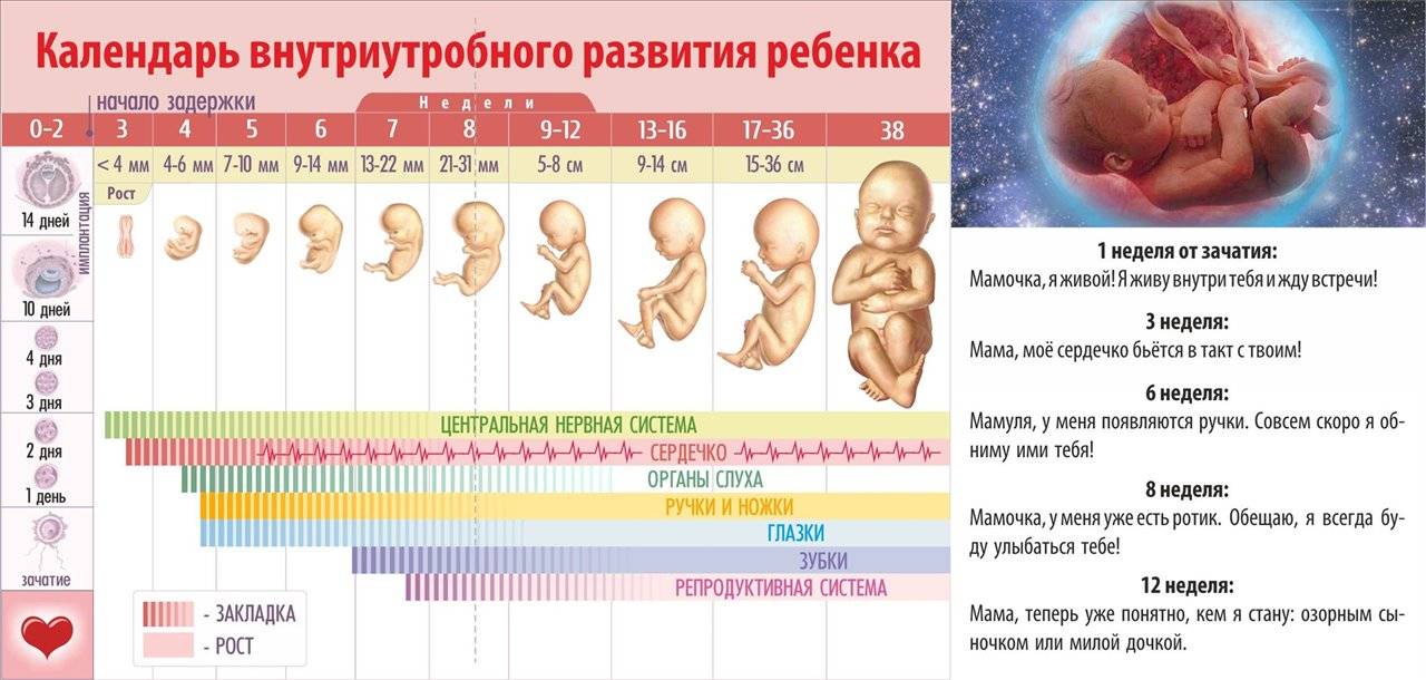 Нормы развития ребенка от плода в животе до года новорожденного
