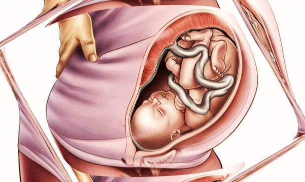 35 неделя беременности – что происходит, развитие и вес ребенка, ощущения, как выглядит живот - agulife.ru