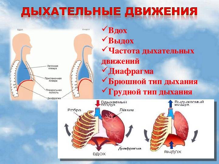 Механизм вдоха и выдоха. Дыхательная система человека механизм вдоха и выдоха. Механизм дыхания человека схема. Дыхательные движения таблица вдох и выдох. Механизм дыхательных движений вдох и выдох.