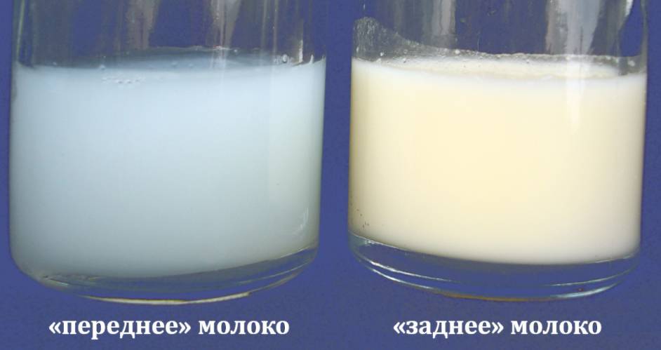 5 способов проверить молоко на натуральность в домашних условиях