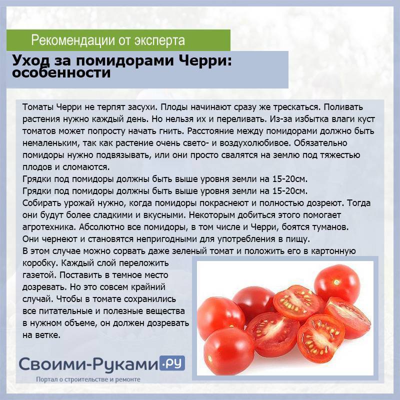 Можно помидоры когда кормишь грудью