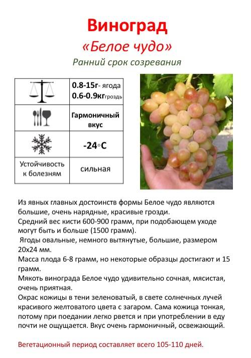 С какого возраста можно давать ребенку виноград: как и сколько, польза и вред, противопоказания и аллергии