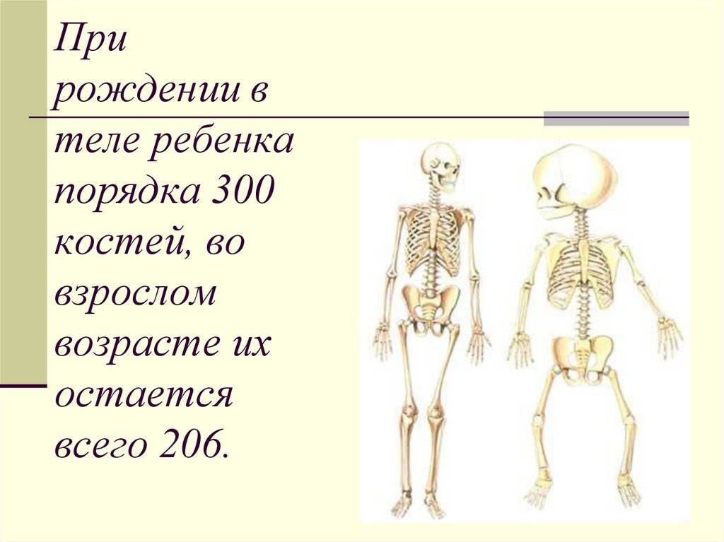 Сколько костей в теле взрослого человека? сколько костей в теле младенца? - правильное решение