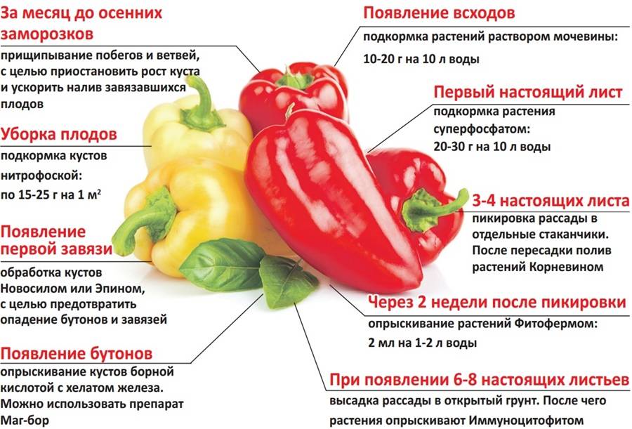 Можно ли болгарский перец при грудном вскармливании: рекомендации