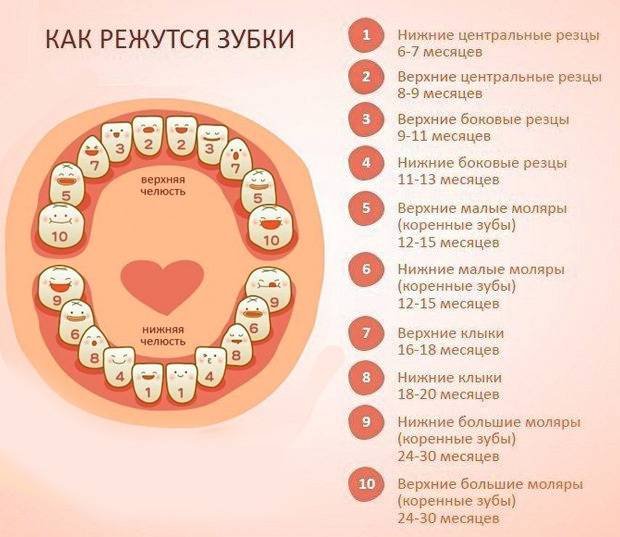 Схема роста молочных зубов у детей: порядок и очередность