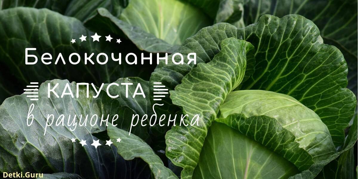 Когда можно давать ребенку белокочанную капусту: основные правила – проовощи.ру