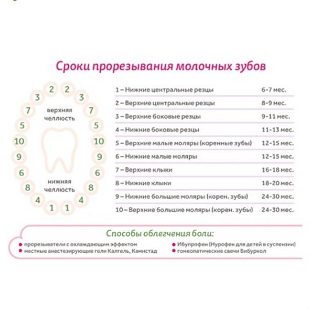 Сроки прорезывания молочных и постоянных зубов