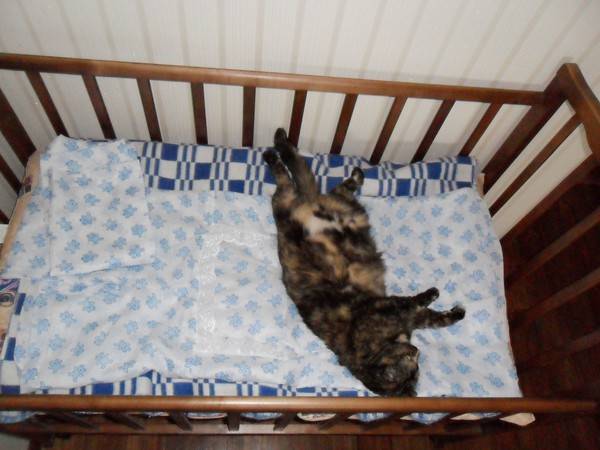 Кошка спит с хозяином на его постели: можно или нельзя