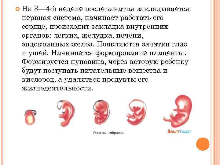 1-4 недели беременности