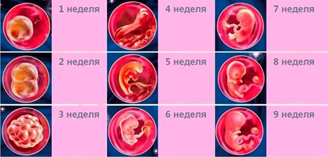 1 неделя беременности - первые признаки, что происходит с плодом