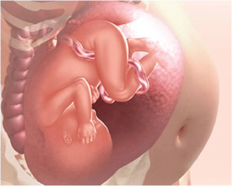 37 неделя беременности: признаки и ощущения женщины, симптомы, развитие плода