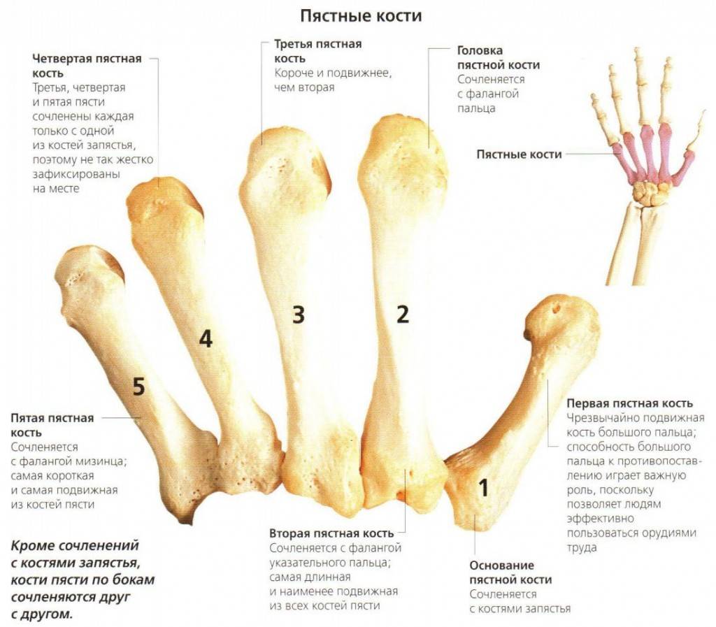 Кисть руки анатомия строение костей рисунок