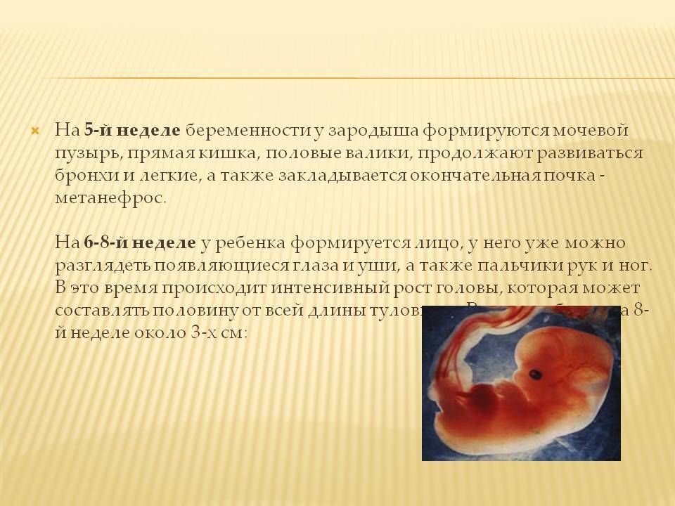 Развитие эмбриона и изменения на пятой неделе беременности