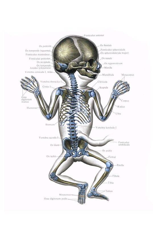 Сколько костей в скелете взрослого человека