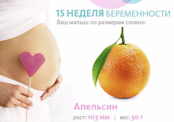 15 неделя беременности
