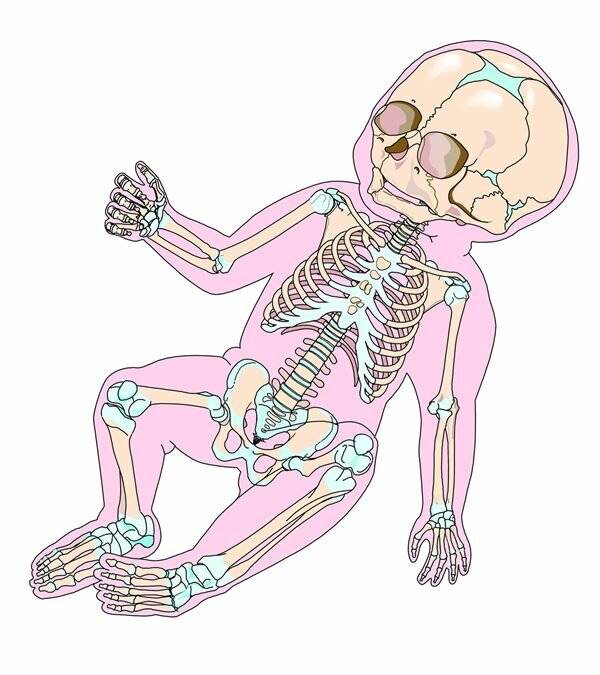 Сколько костей у человека | «зачем и почему»