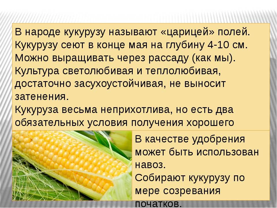 Кукуруза при беременности: можно ли беременным кукурузу