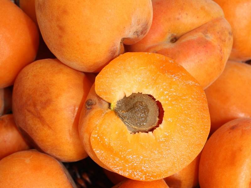 Абрикос тип плода: плод абрикоса, какой плод у абрикоса