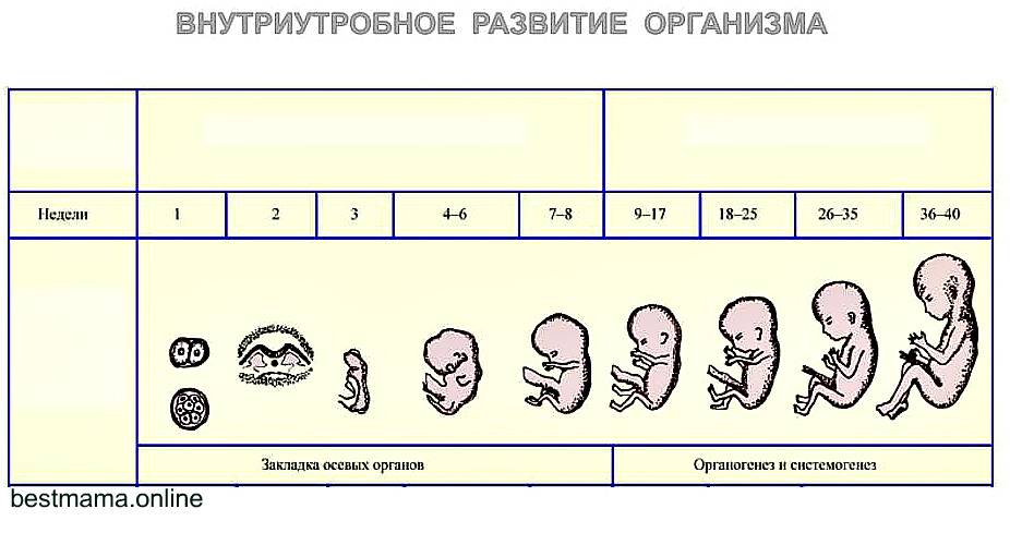 Точный калькулятор беременности: рассчитать срок, дату родов, рост и вес ребенка по неделям :: polismed.com
