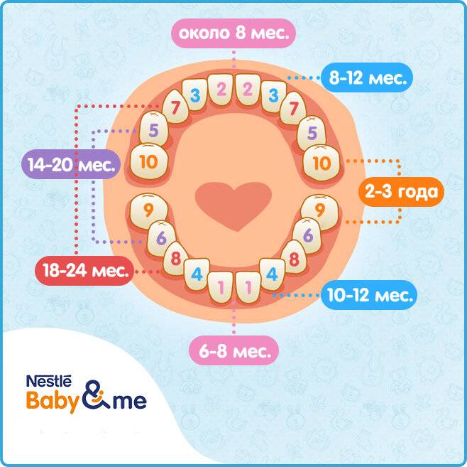 Как лезут зубы у детей - последовательность, какие первыми, схема