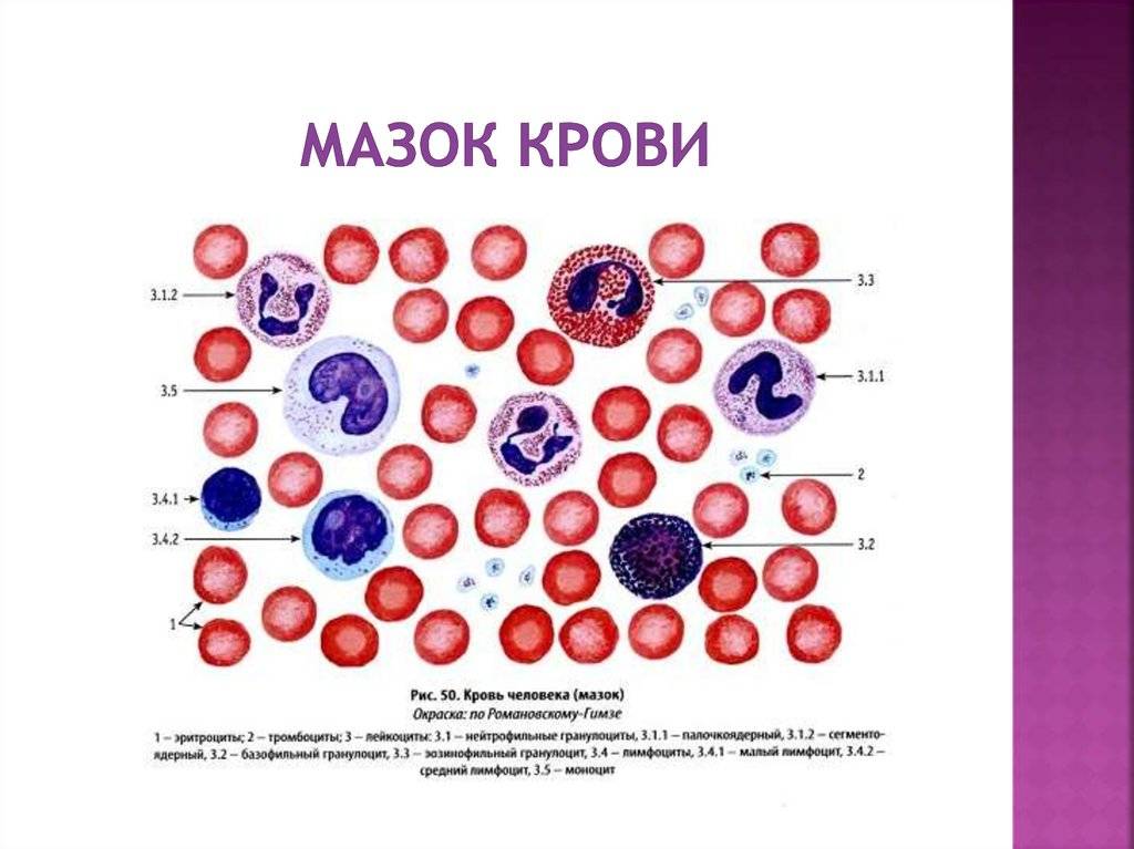 Анализ крови: общий, биохимический, иммунологический, гармональный