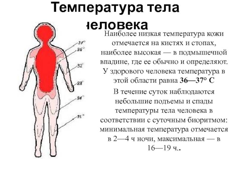 Максимальная температура человека совместимая