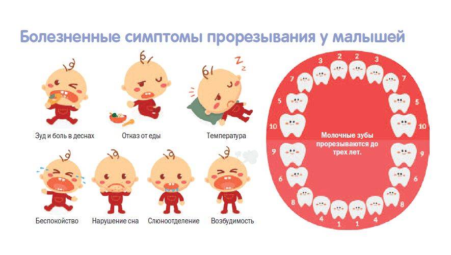 У малыша прорезываются зубки. график прорезывания зубов у детей, как происходит прорезывание зубов